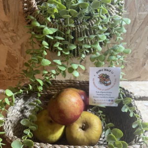 pommes belle de boskoop local 53 vergers ecoresponsable la mayenne home truck 53 livraison